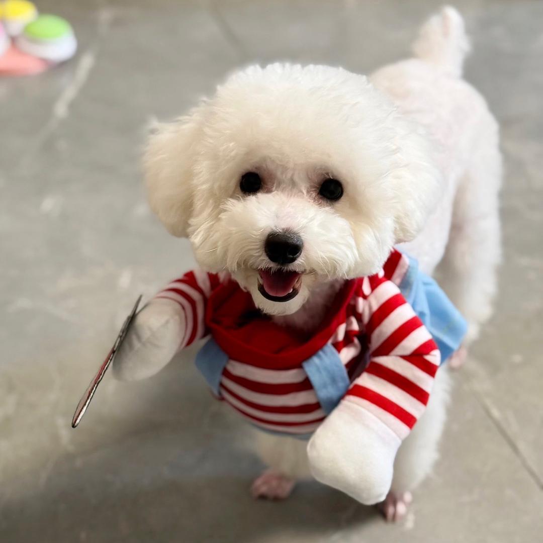 德芙是只白泰迪🐶