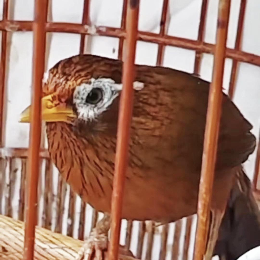 利群鸟食用品店