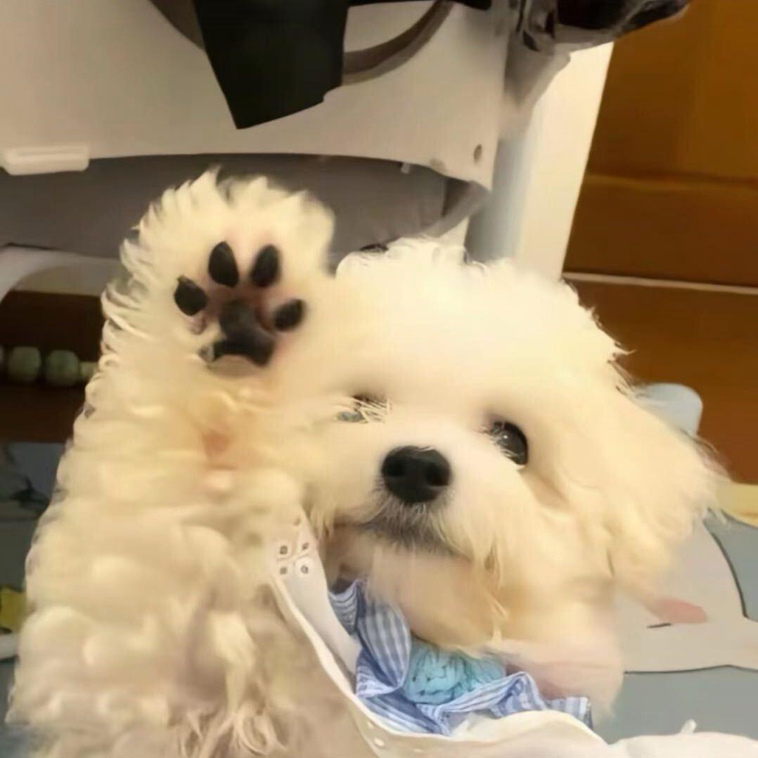 詹詹喜欢次饭饭