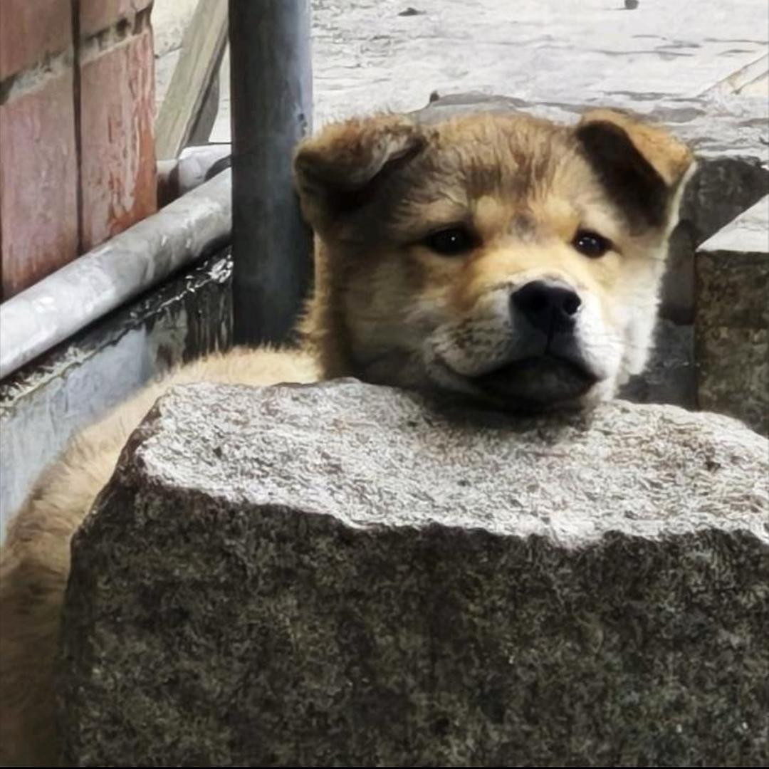 kk程