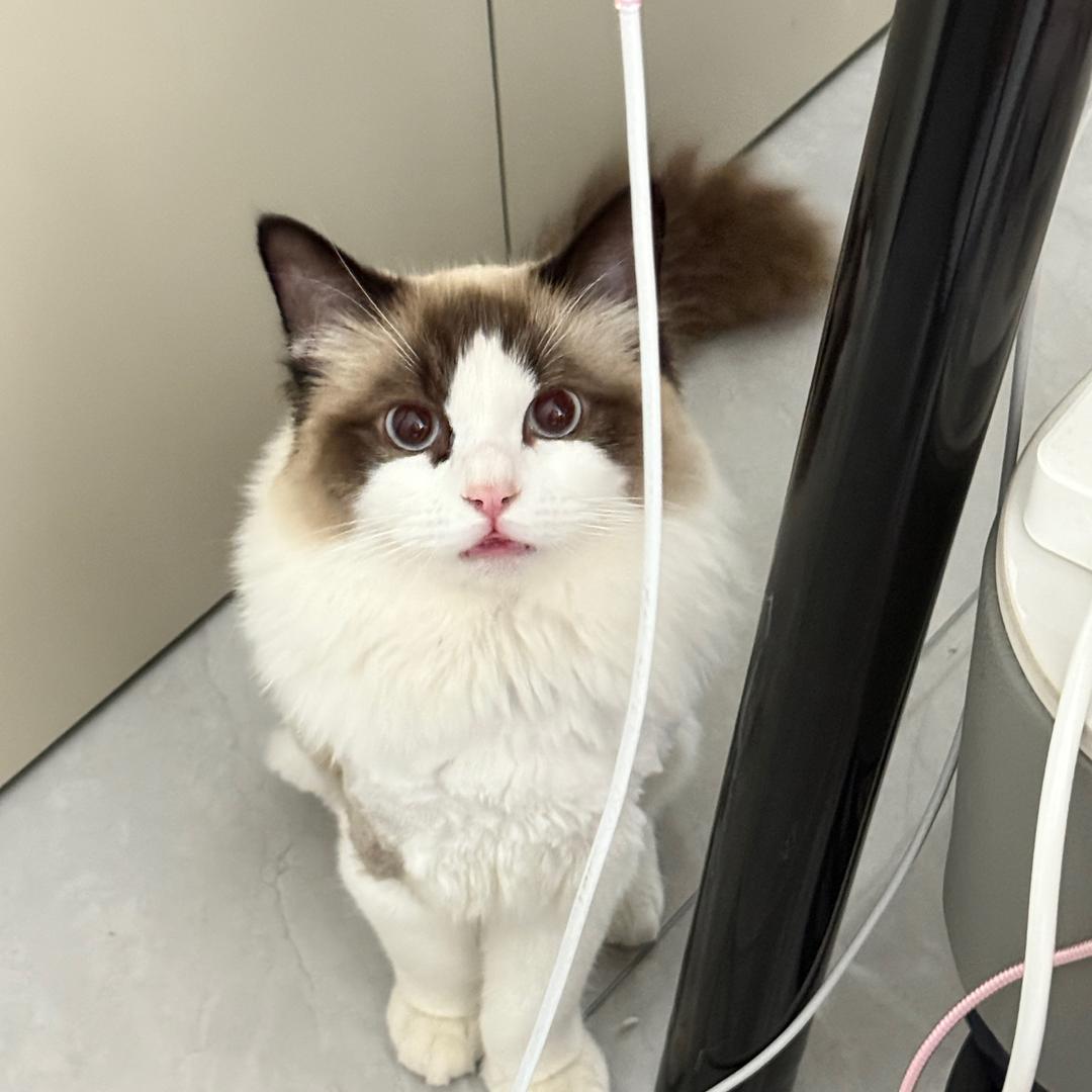 多多是只小布偶～喵