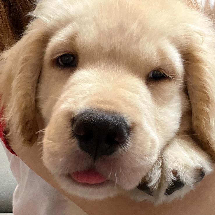 豆狗来袭