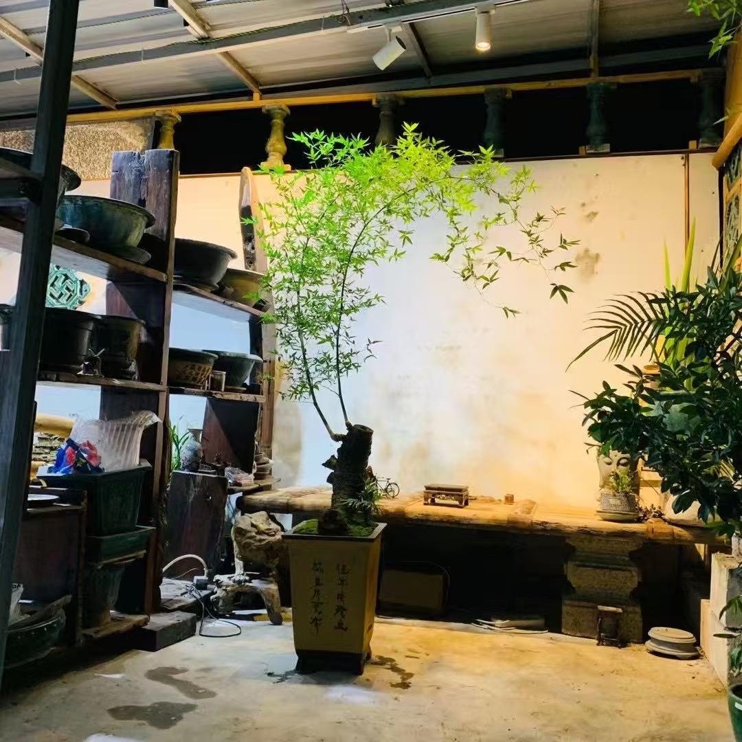 小叶簕竹盆景