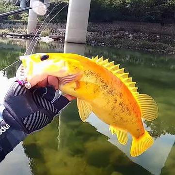 小明哥钓鱼🎣
