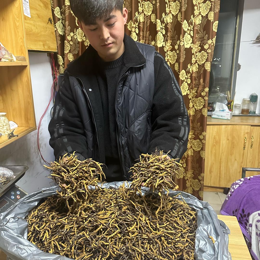 小陈《冬虫夏草批发》