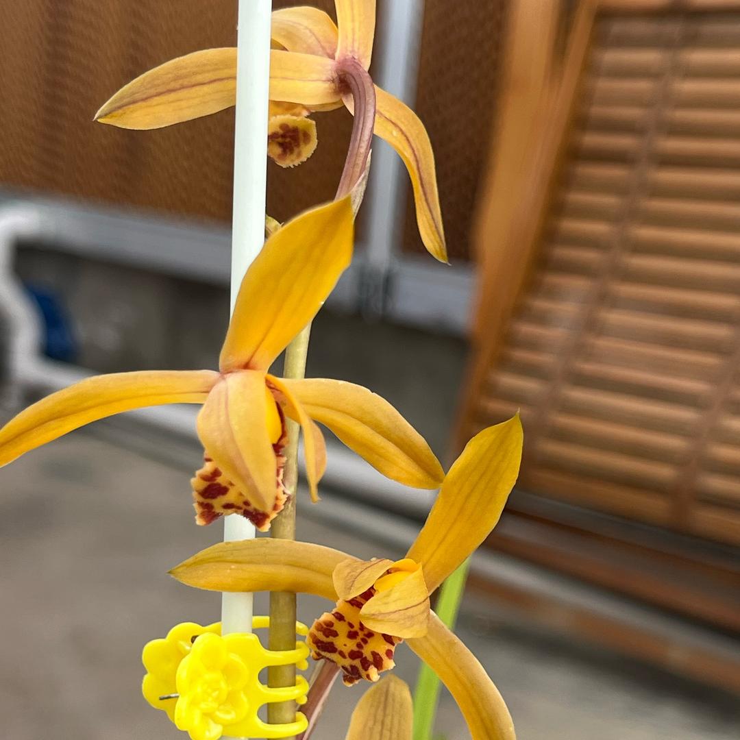 云上兰花