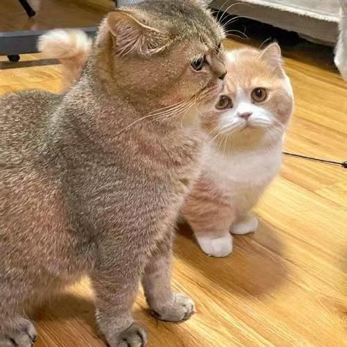 轩轩的猫猫🐱 🥦