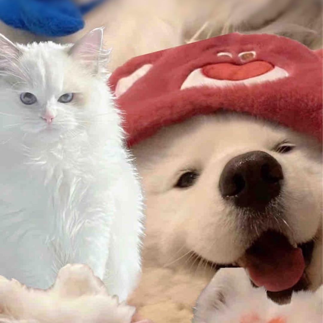 叻仔