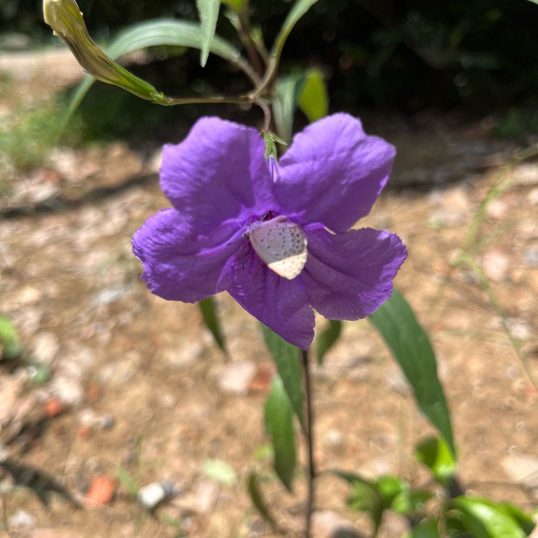 沐岩麻麻