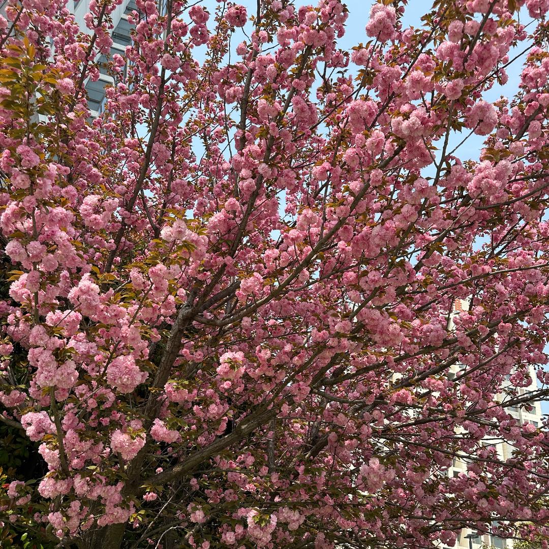 芹菜