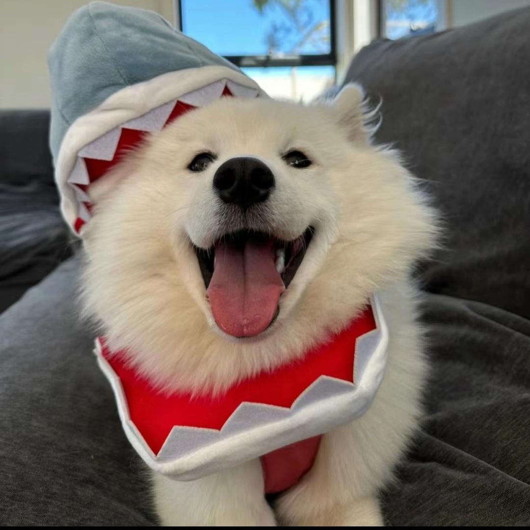 木木木子ᵔᴥᵔ