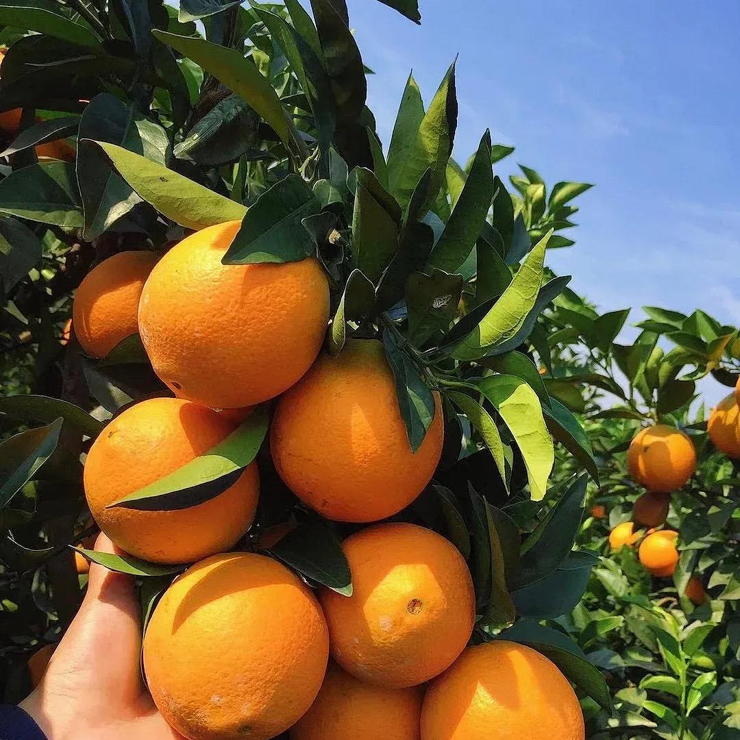 正宗赣南脐橙-隔日达