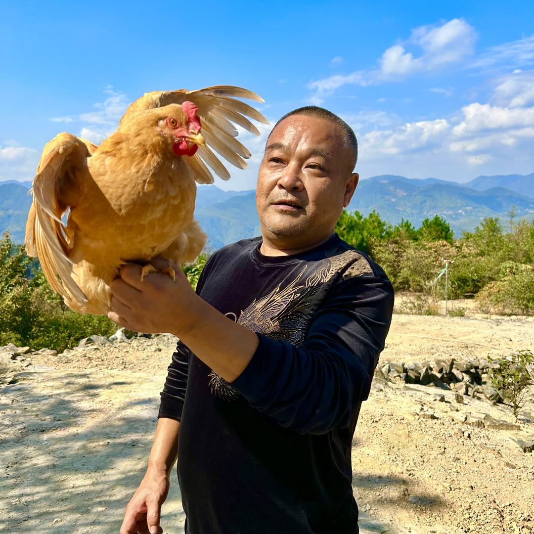 临安高山牧鸡