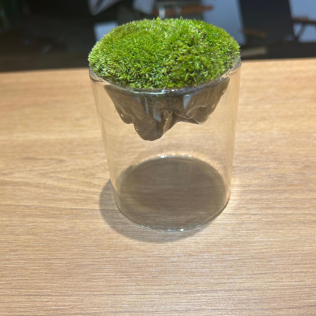 夜夜夜华白白白浅