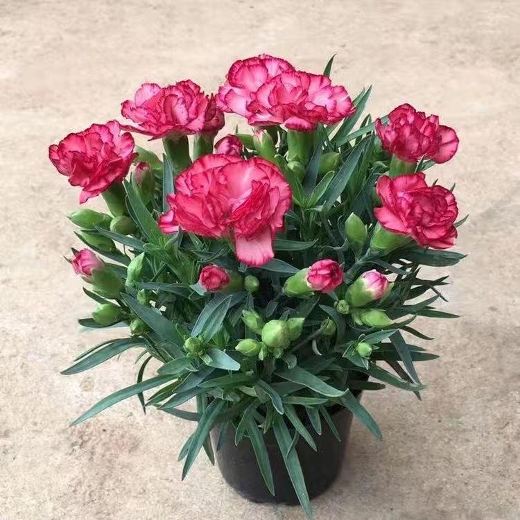 芸熙爱生活