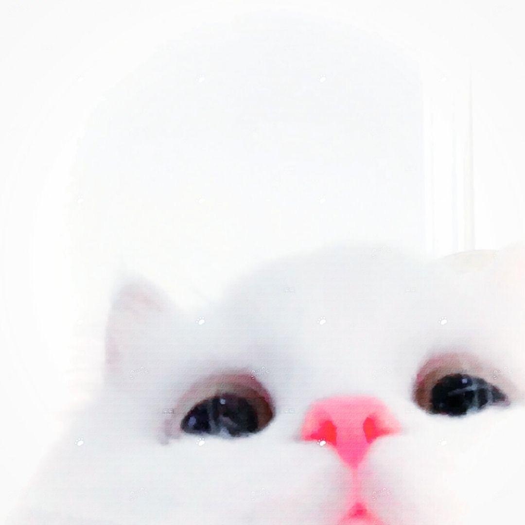 小小淇
