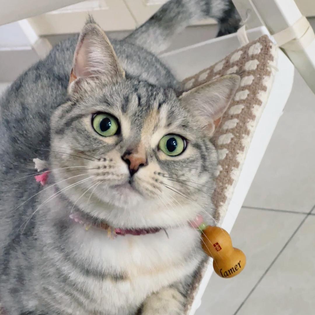 辣妹是只田园猫