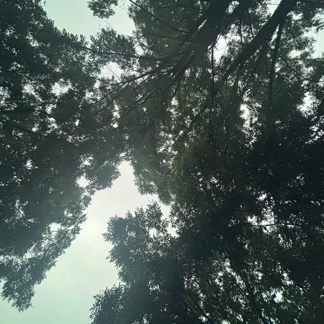 夏季清凉嘟