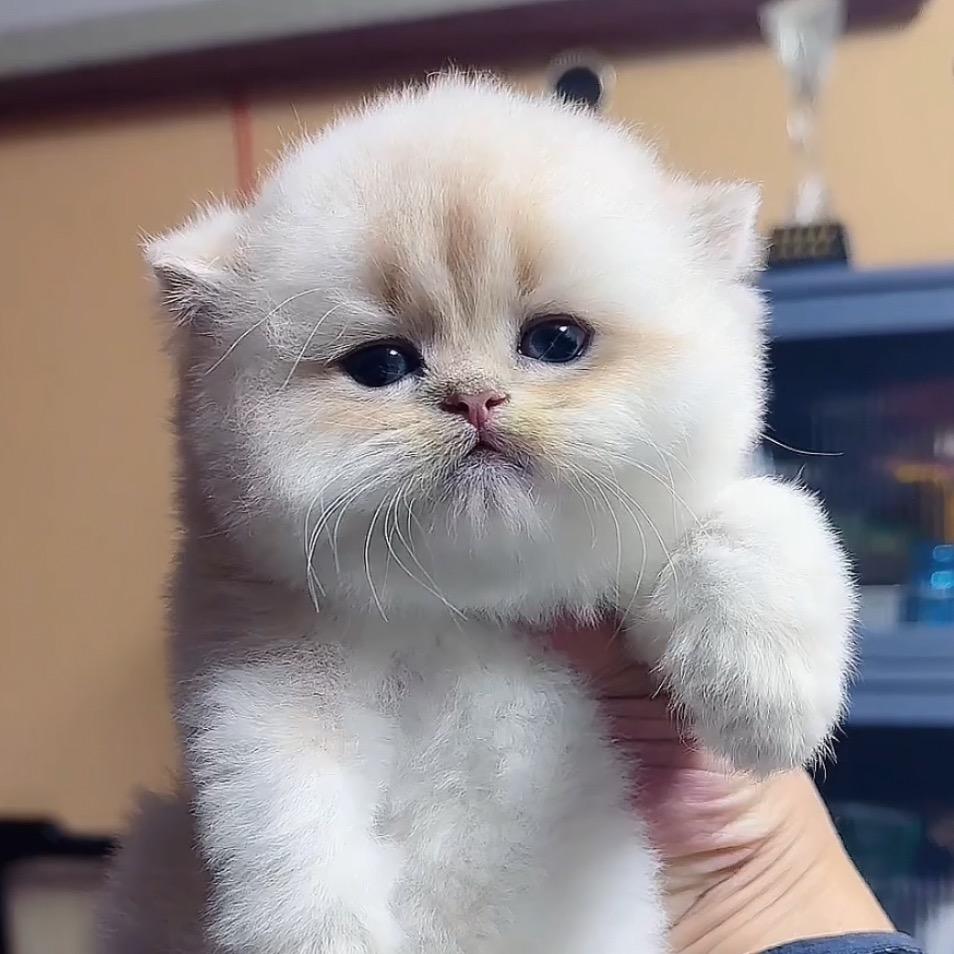 王姐稀有色渐层猫