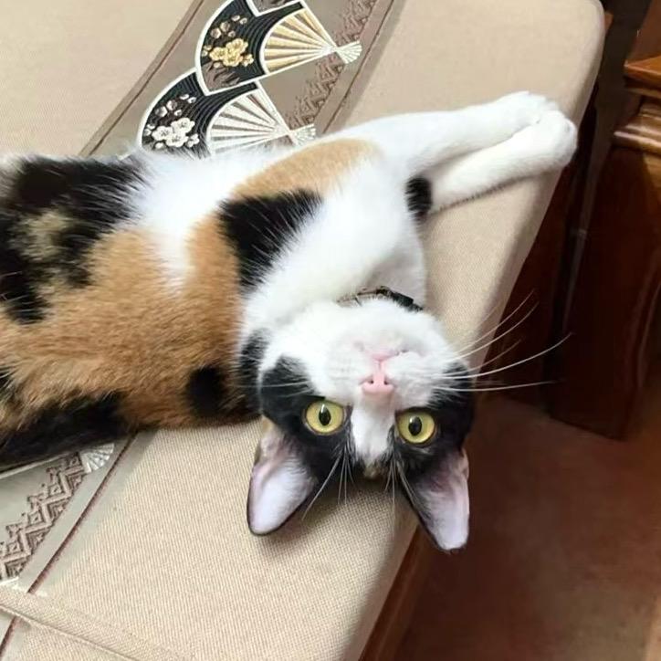 花花是花猪咪的花（🔝🎁）