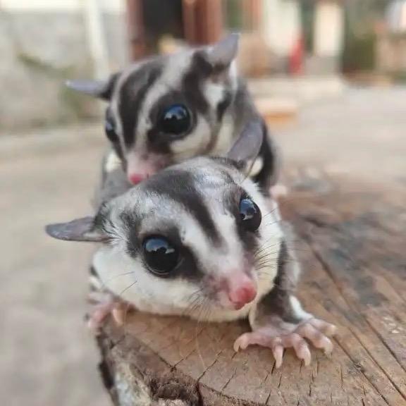 新生爪步🐾