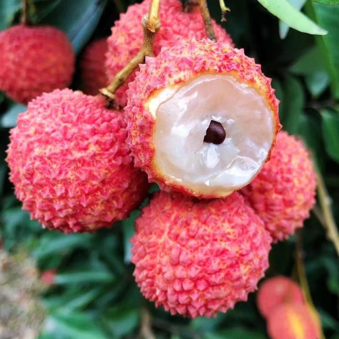 桂味荔枝鲜果精选铺子