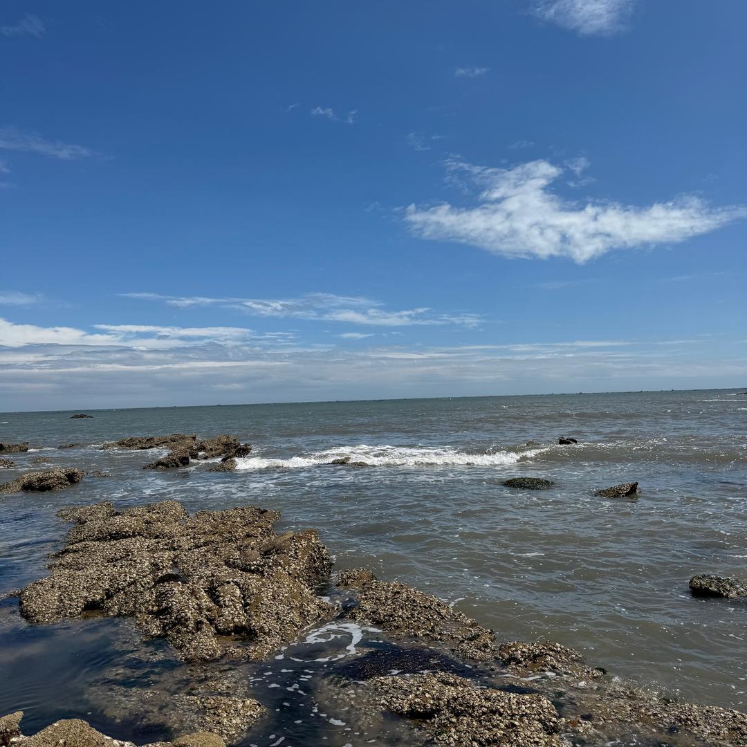 你油猫饼
