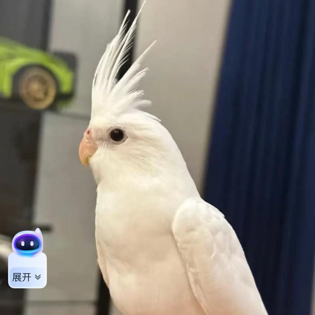 鹦乐乐萌宠