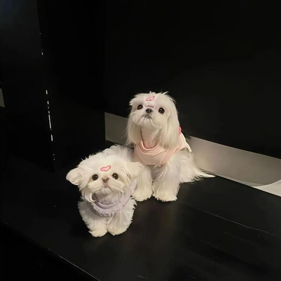 ʚ•͈ᴗ•͈ɞ 🐾