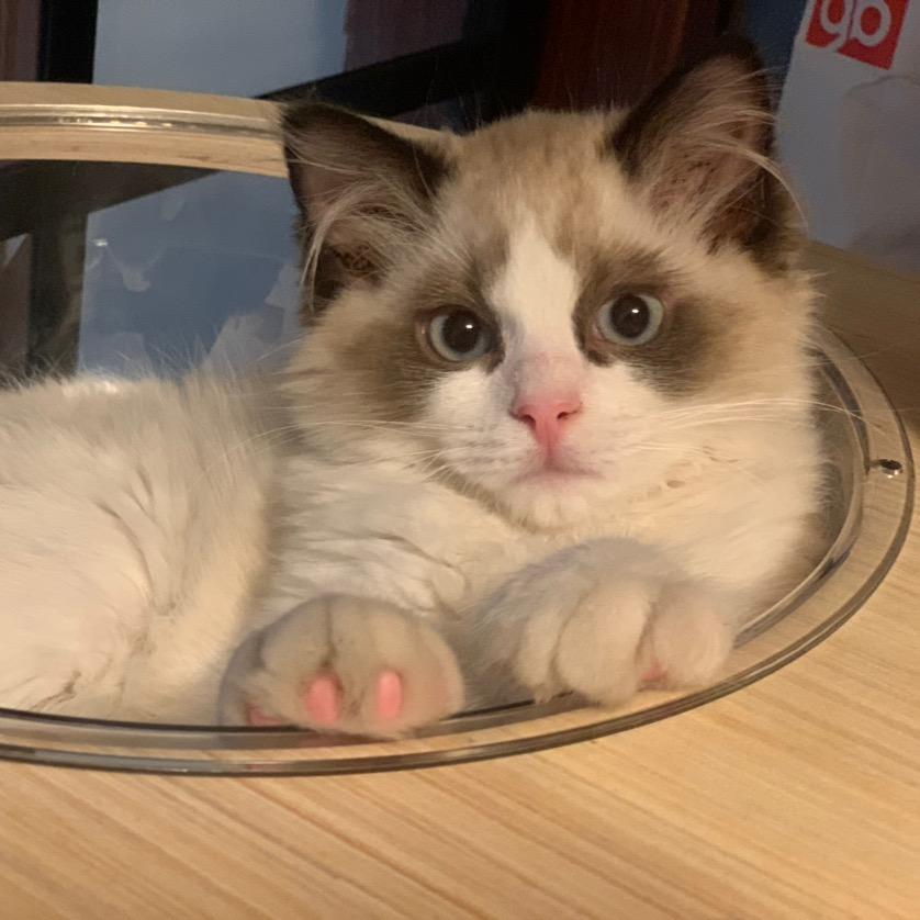 馒头是只猫