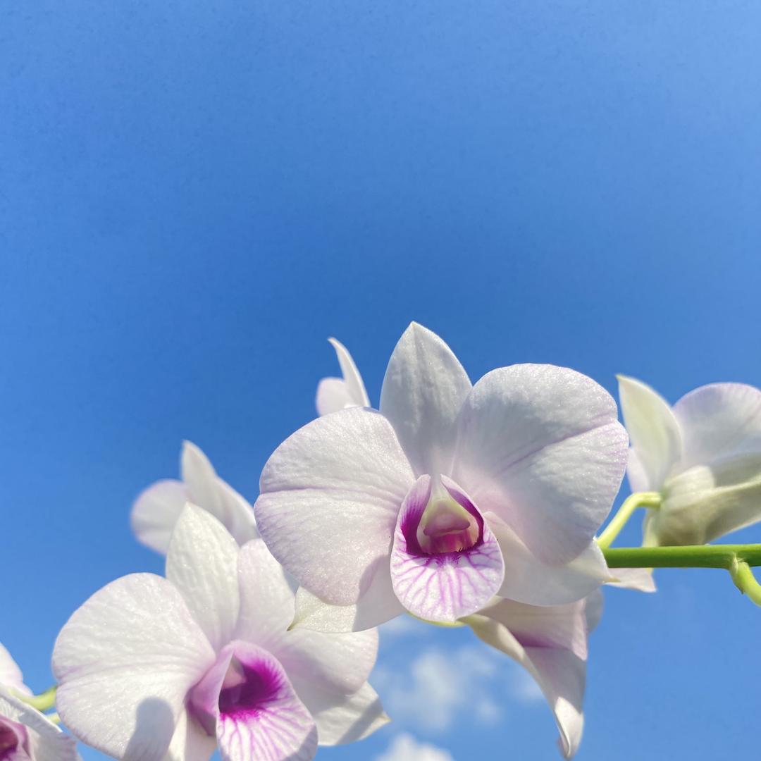 至得兰花绿植园艺