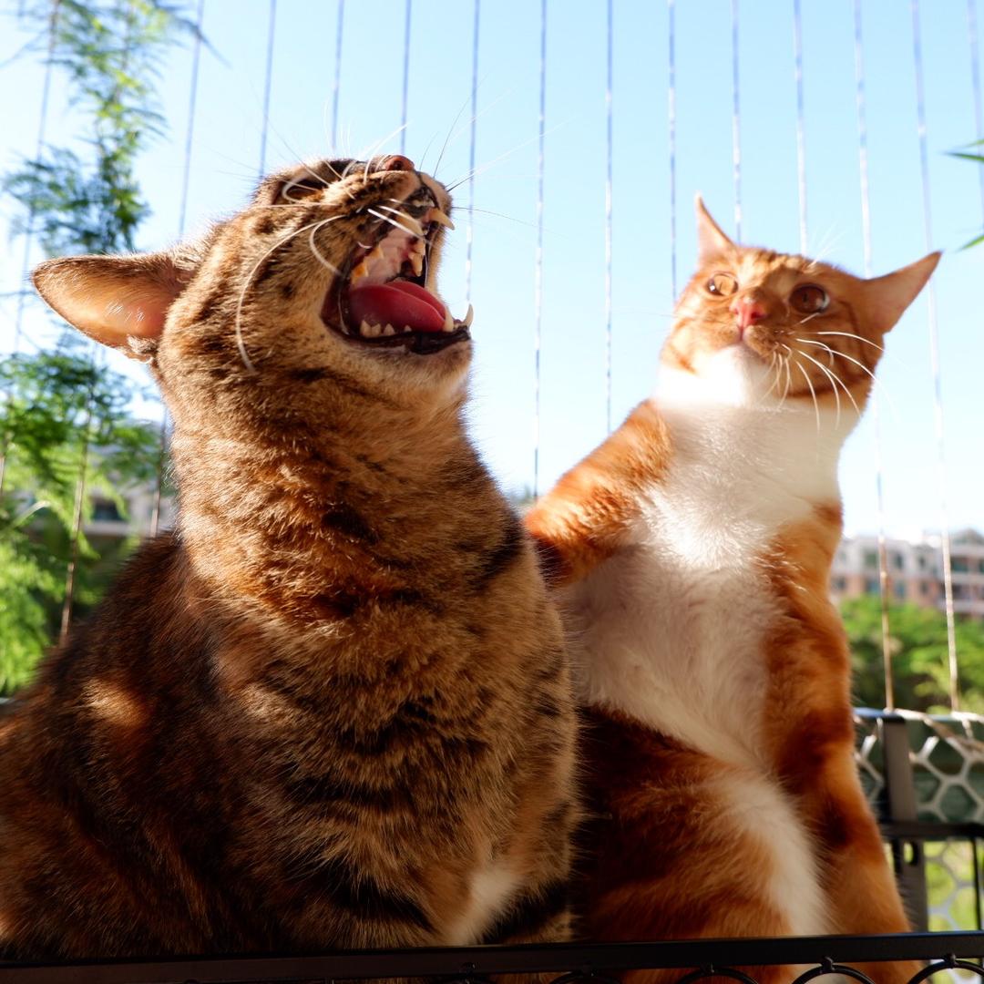 红豆家的猫