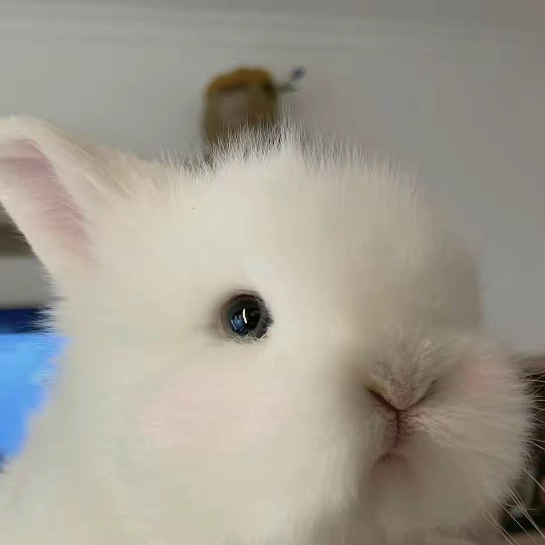 二十二
