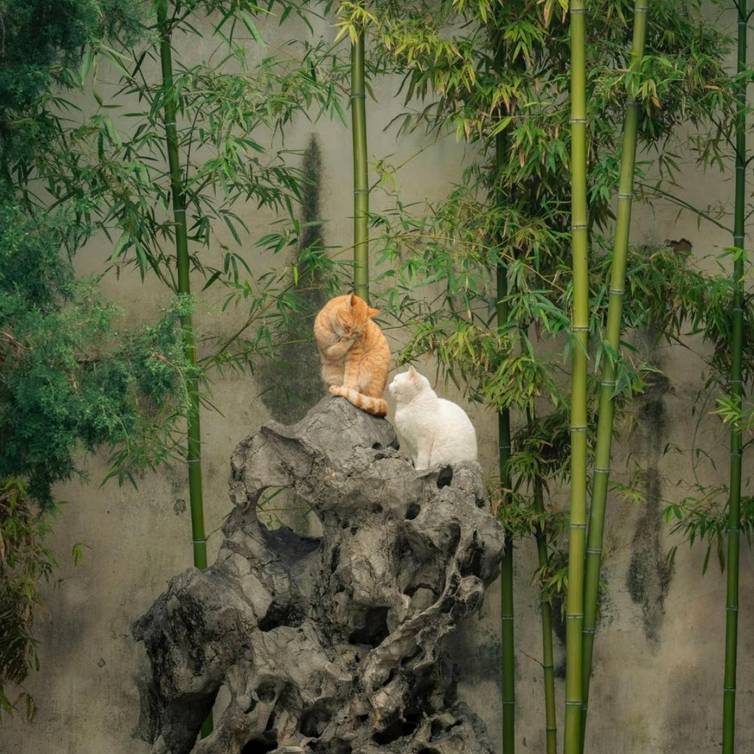 乔木·东方之力