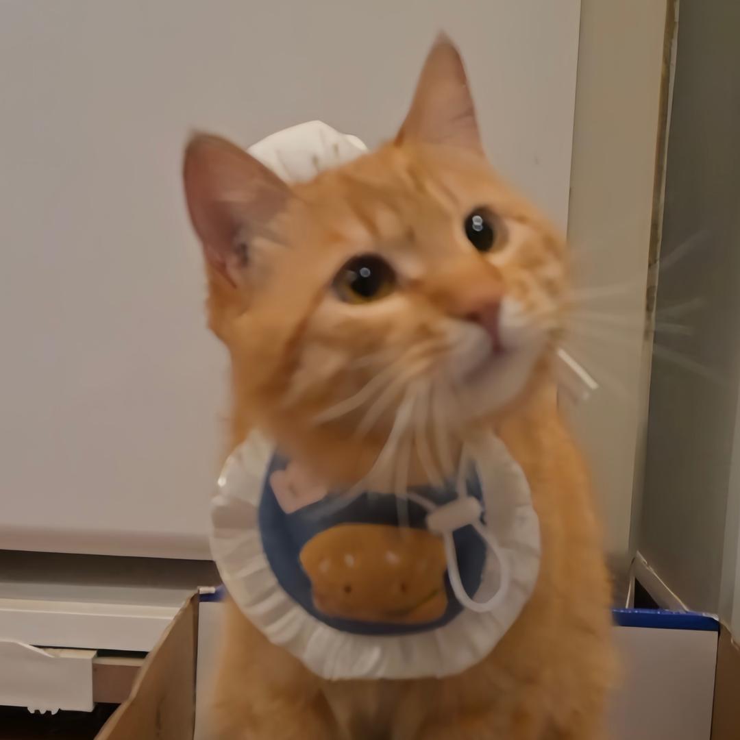 橘猫小尾巴