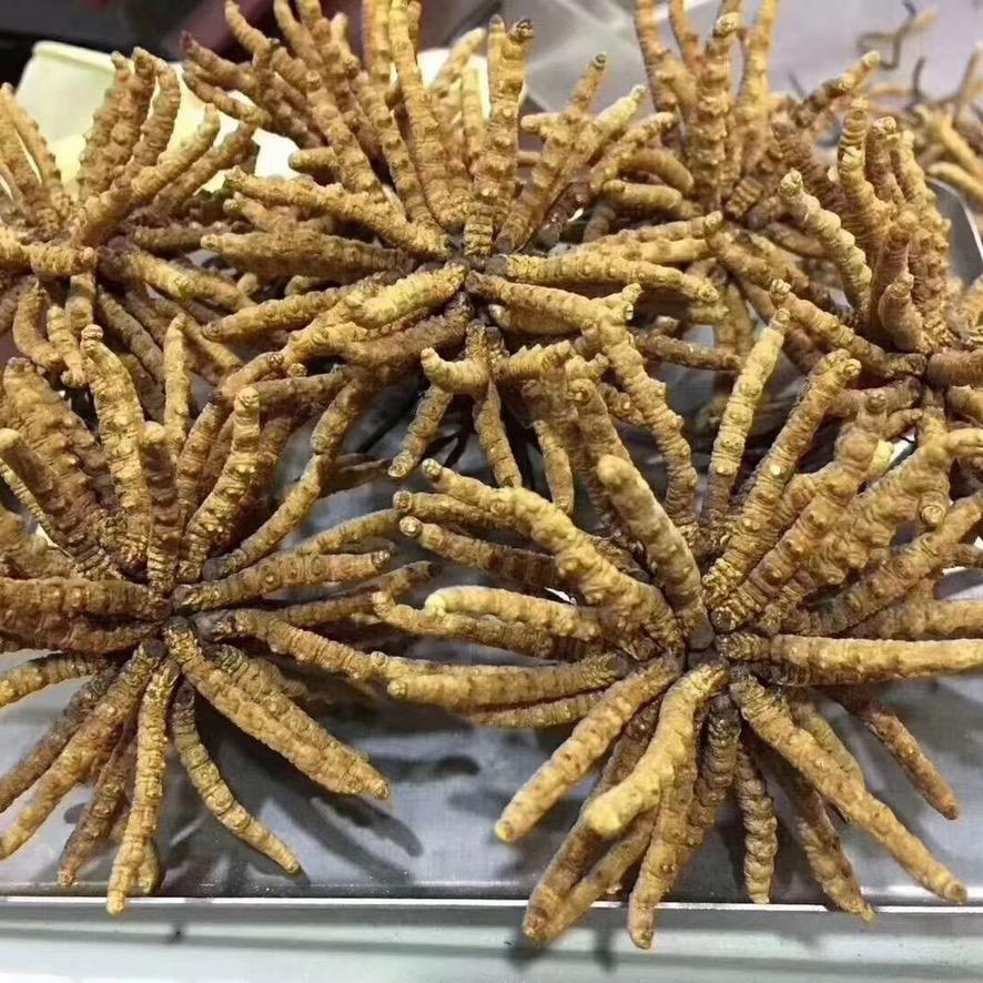冬虫夏草
