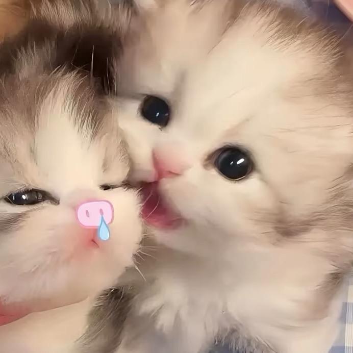 ㅤㅤㅤㅤㅤ猪猪控