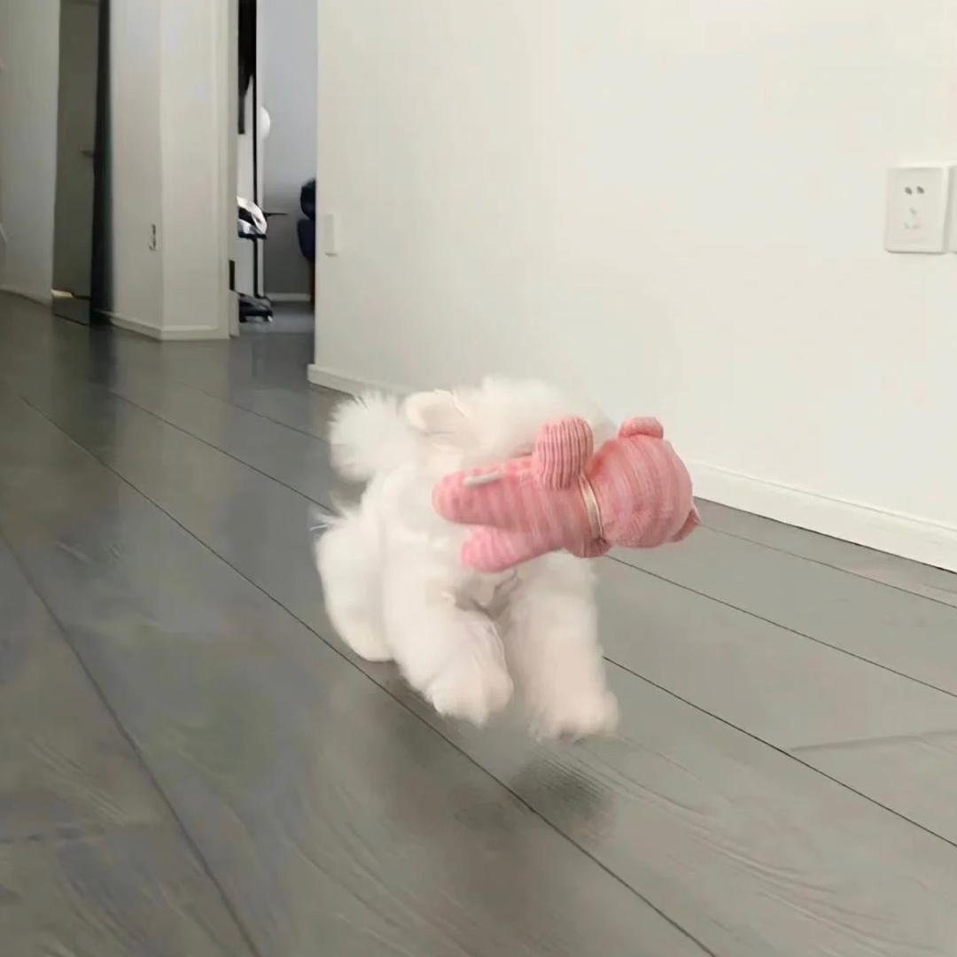 🐭鼠大大
