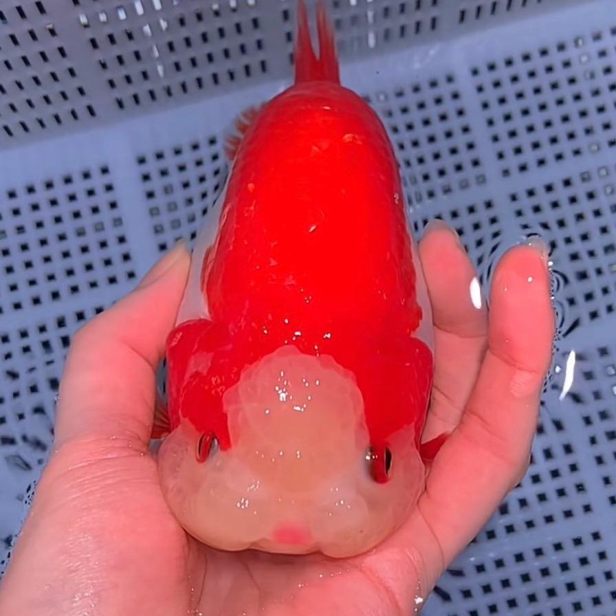 胖波妞观赏鱼