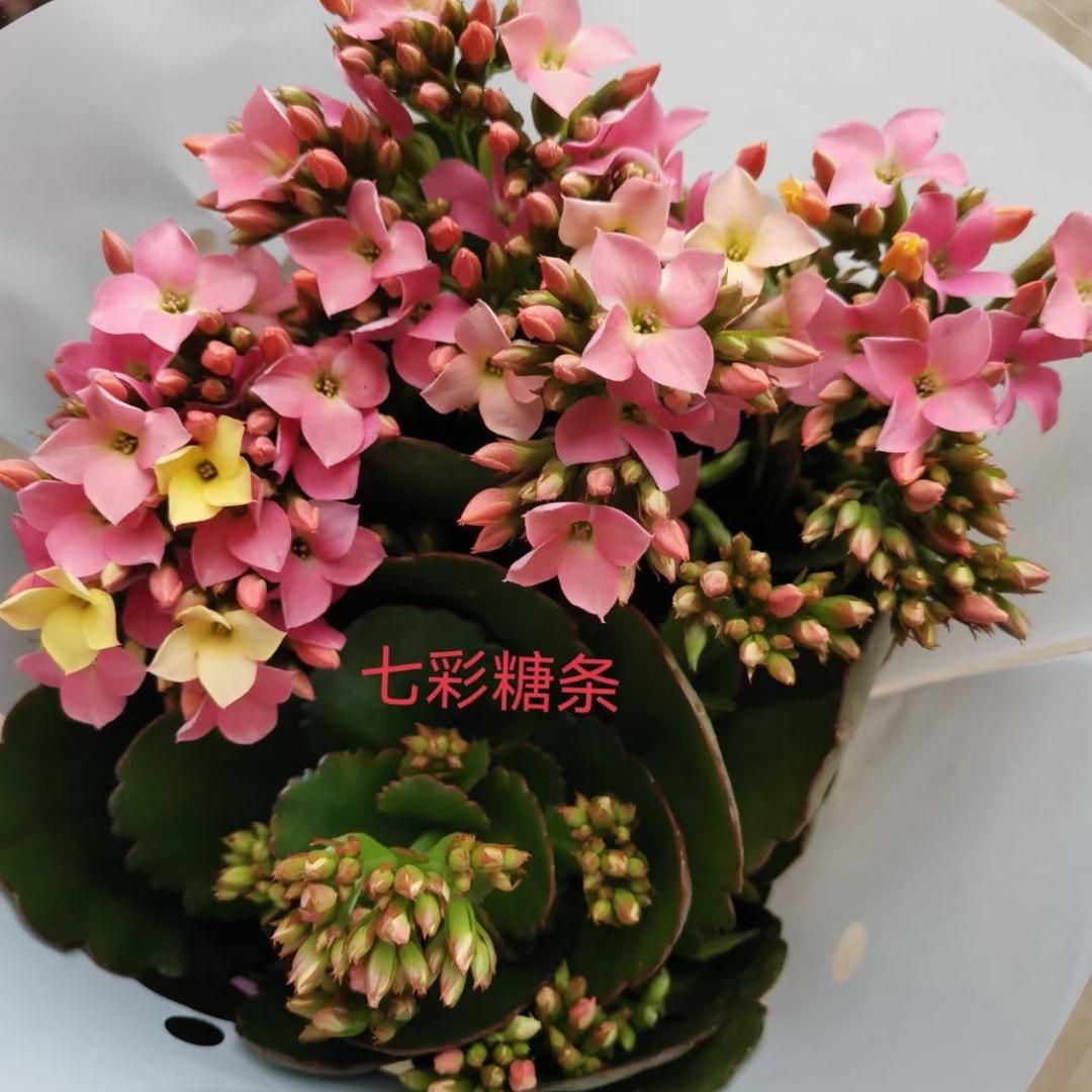 钰