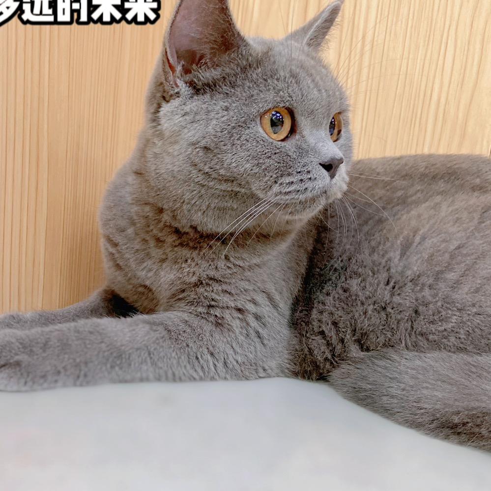钱多多是只喵🐱