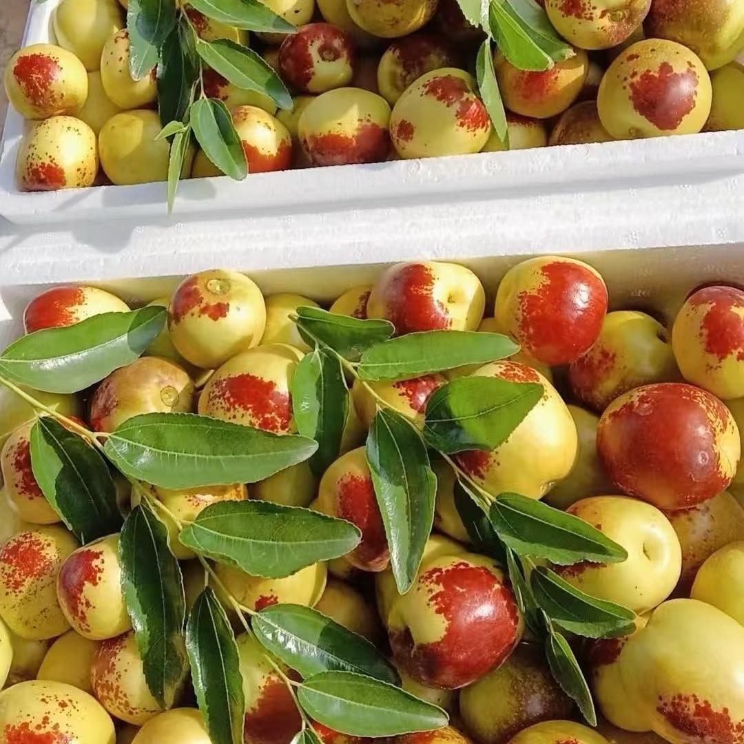 富贵家大荔冬枣