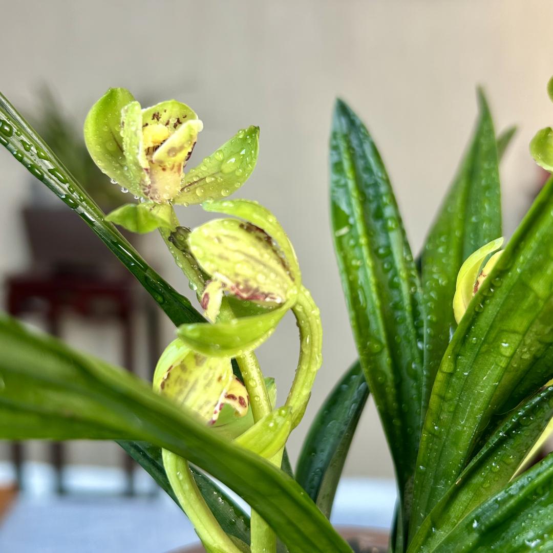 汀芙兰精品兰花盆栽