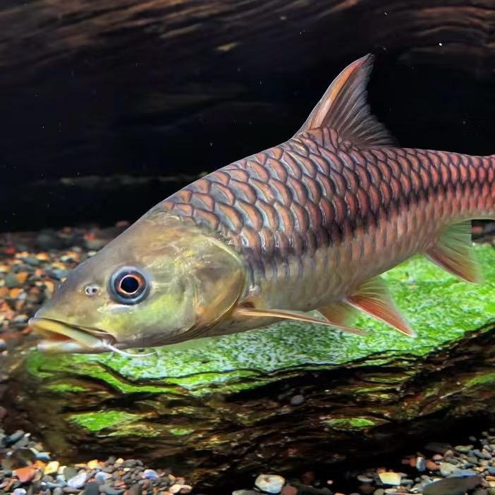 靓咯咯原生吉罗🐟