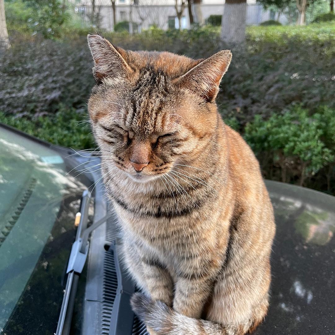 爱打游戏的喵哥