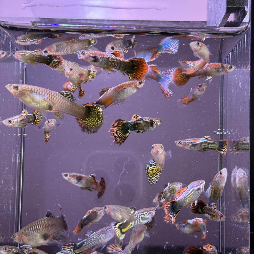 鲁中观赏鱼馆
