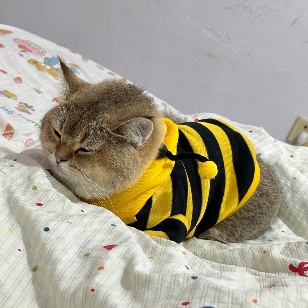 三三穷养俩猫🐱