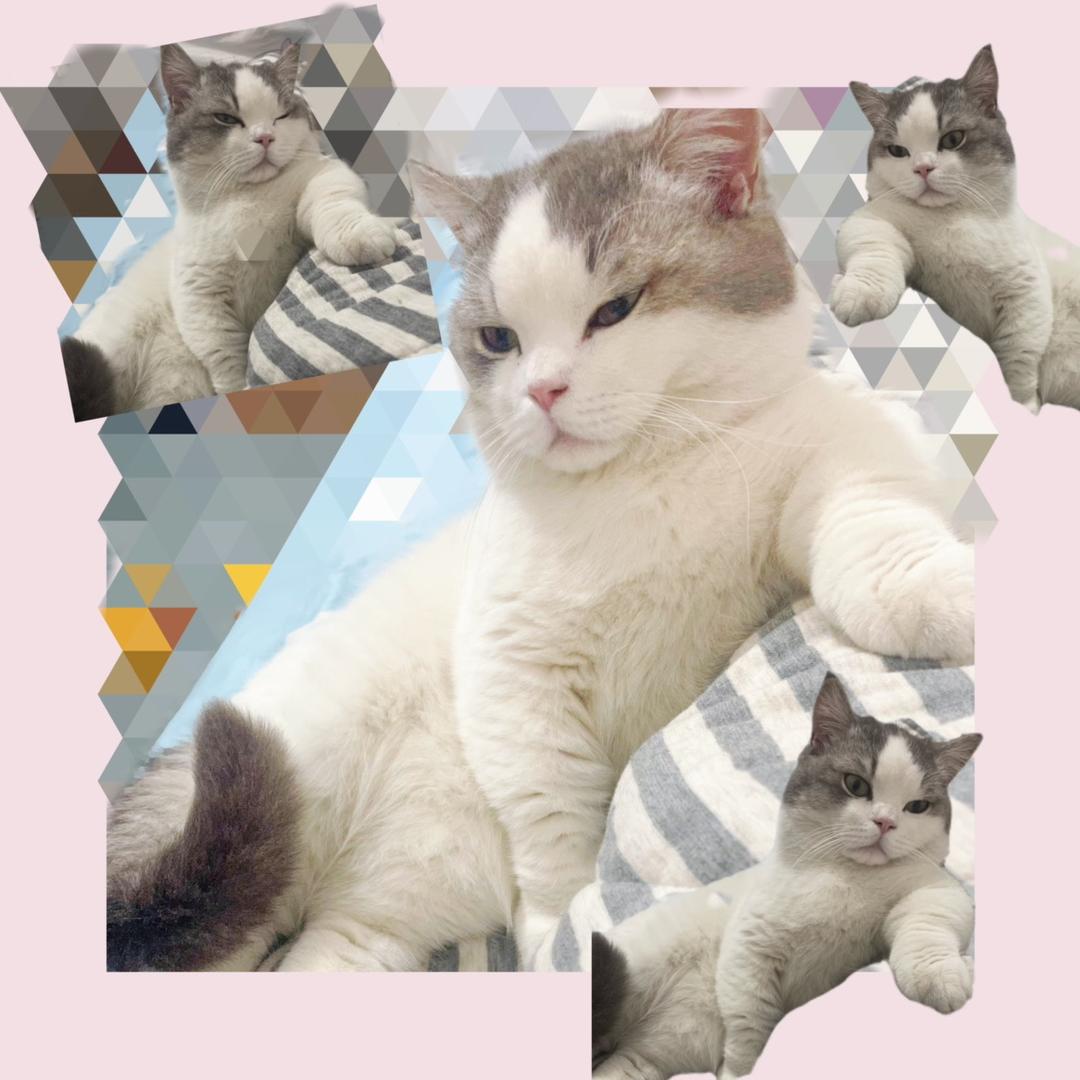 哇哇挖