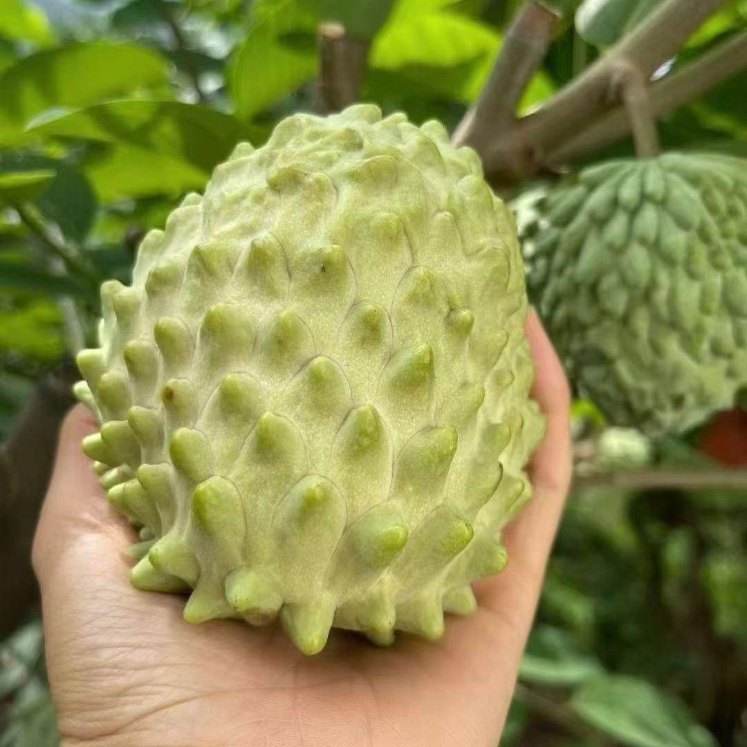 润丰鲜果行