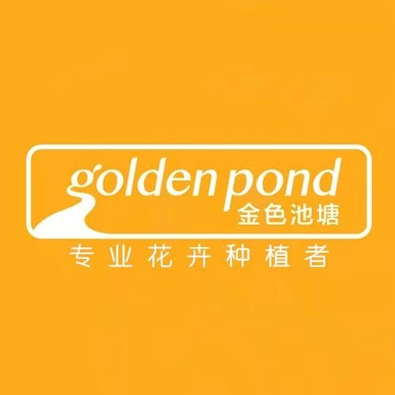 goldenpond金色池塘官方旗舰店